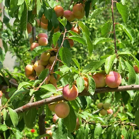 Pensjonat Dabelić Polače